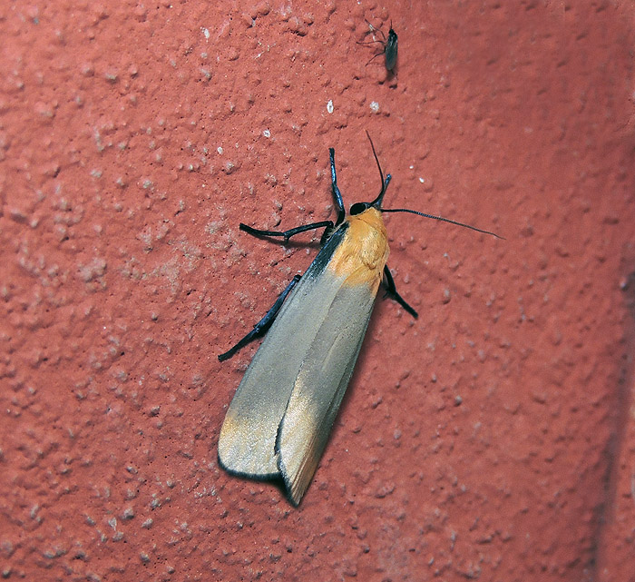 Lithosia quadra Erebidae